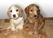 Продаю щенков английского спаниеля