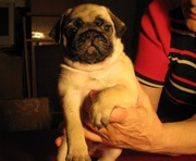 Мопс щенки плем-завод Голден Пак