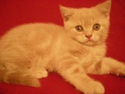 Продается кремовый страйтик.