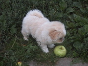 ПРОДАЕТСЯ ЩЕНОК ПЕКИНЕСА