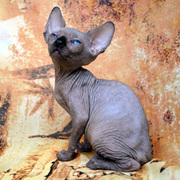 Продам котят породы канадский сфинкс