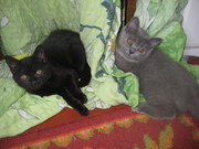 Продам Британских котят