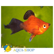 Пецилия дисковая (редиска)