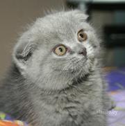 Продам шикарного вислоухого кота