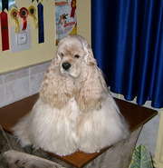 щенок американского кокер-спаниеля палевого окраса, сука