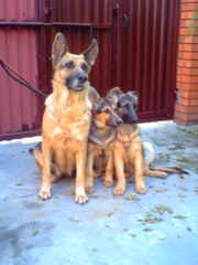 Продам щенков нем.овчарки