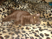 Продам Шотландского прямоухого с документами под котят, мальчик