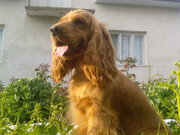 цуценята кокер-спаніеля