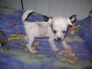 Китайская-Хохлатая щенки голой собаки.................................