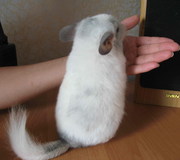 шиншиллы цветных окрасов