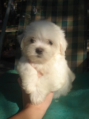 Мальтезе (Мальтийская болонка)