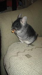 Шиншиллы домошнего разведения!!