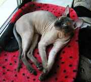 Эксклюзивные котята донского сфинкса