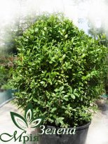 Самшит вічнозелений 22 грн. , від 500 шт. 19 грн. Самшит вечнозелёный