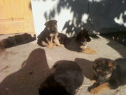 Отличные Щенки немецкой овчарки с родословной.