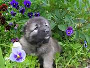 кавказкая овчарка