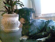 Срочно требуются новые хозяева!