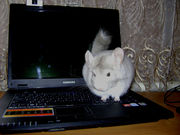 продам шиншиллу Луганск