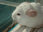 цветные шиншиллы