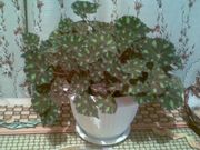 Комнатные растения