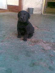 Щенки лабродора ретривера