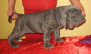 Mastino Napolitano Щенки.