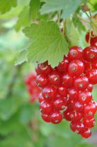 Саджанці плодових дерев, кущів . Саженцы Киев