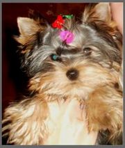 Йорки!! щенки мини и стандарт