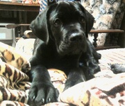 Продам кане-корсо