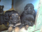 Продам щенков Немецкой Овчарки 1 мес. г.Яготин