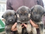 Щенки немецкой овчарки. Чернигов