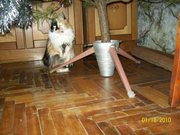 Куплю Кошку трехцветную