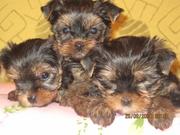 Йоркширский терьер.Клеймо, КСУ