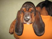 щенок бассет - хаунда ( с документами )(