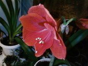 гиппеасрум