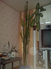 Продам Молочай треугольный 2, 5 м