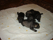 Продам щенков цвергшнауцера. г. Новоград-Волынский, Житомирская обл.