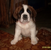 Продаются щенки сенбернара