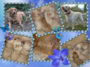 Щенки лабрадора-ретривера!