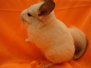 цветные шиншиллы-малыши