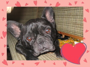 продам щенковфранцузкого бульдога