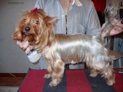 груминг, стрижка собак и кошек