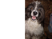 отдам китайскую хохлатую