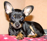 продам той-терьера