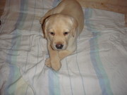 Продаем щенков лабрадора ретривера