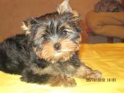 Йоркширский терьер