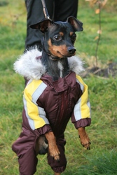 Пара для той терьера