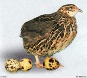 Перепела Донецк, перепела Донецкая область