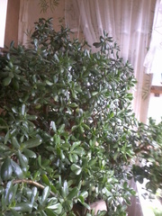 Продам денежное дерево большого размера!