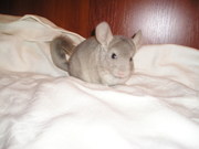 ПРОДАМ ШИНШИЛЛ ГЕТЕРОБЕЖЕВЫХ